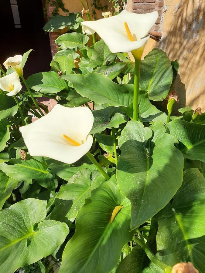 Il Giardino Sul Corso Apartman Scafati Kültér fotó